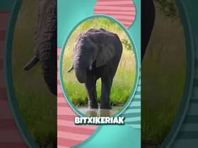 🐋🌊 Ba al zenekien datu bitxikeri hau? edukiaren irudi txikia