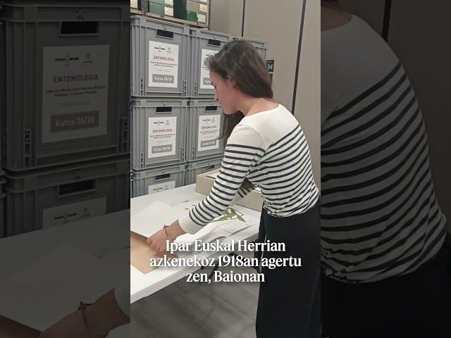 Loretxo hori hori bideoaren irudi txikia