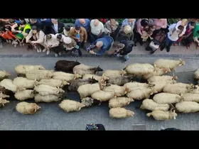 Ordiziako Artzain Eguna 2026 edukiaren irudi txikia