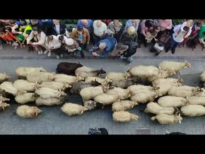 Ordiziako Artzain Eguna 2026 bideoaren irudi txikia