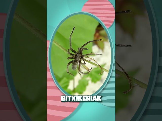 🕷️✨ Bitxikeria bitxi bat!  Ba al zenekien armiarmak ez direla intsektuak? 👀 bideoaren irudi txikia