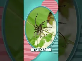 🕷️✨ Bitxikeria bitxi bat!  Ba al zenekien armiarmak ez direla intsektuak? 👀 edukiaren irudi txikia