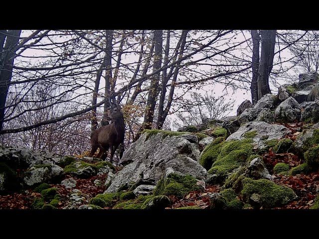 Ze animalia dabiz Gorbeiako Parke Naturaletik udagoienean? bideoaren irudi txikia