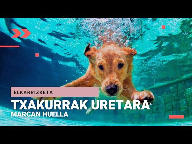 🎙 TXAKURRAK URETARA | Marcan Huella bideoaren irudi txikia