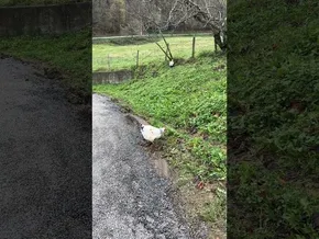 Ansola etxaltea Gaztelondon Barkoxen. 9. erreportajea bideoaren irudi txikia