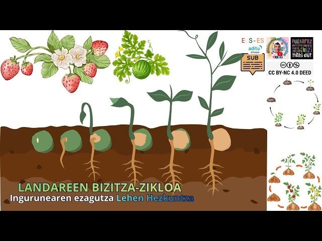 🌱 LANDAREEN BIZITZA-ZIKLOA: Hazitik Lorera Doan Bidaia! 🌸 (LHrako Hezkuntza) bideoaren irudi txikia