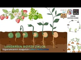 🌱 LANDAREEN BIZITZA-ZIKLOA: Hazitik Lorera Doan Bidaia! 🌸 (LHrako Hezkuntza) edukiaren irudi txikia